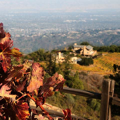 California Reds