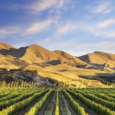 New Zealand Sauvignon Blanc