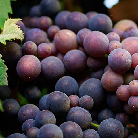 Pinot Noir